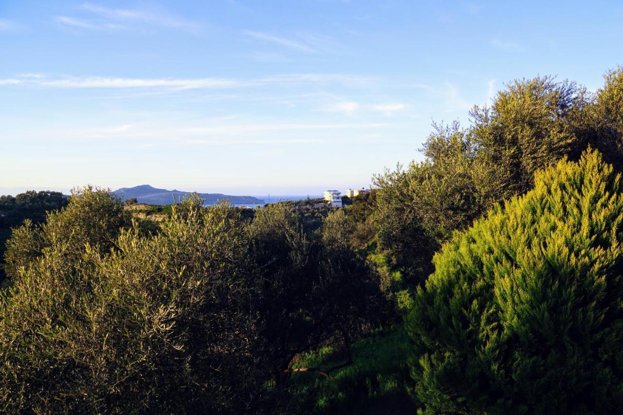 Olive Tree Hillside